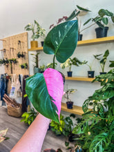 Load image into Gallery viewer, 4” Philodendron White Princess