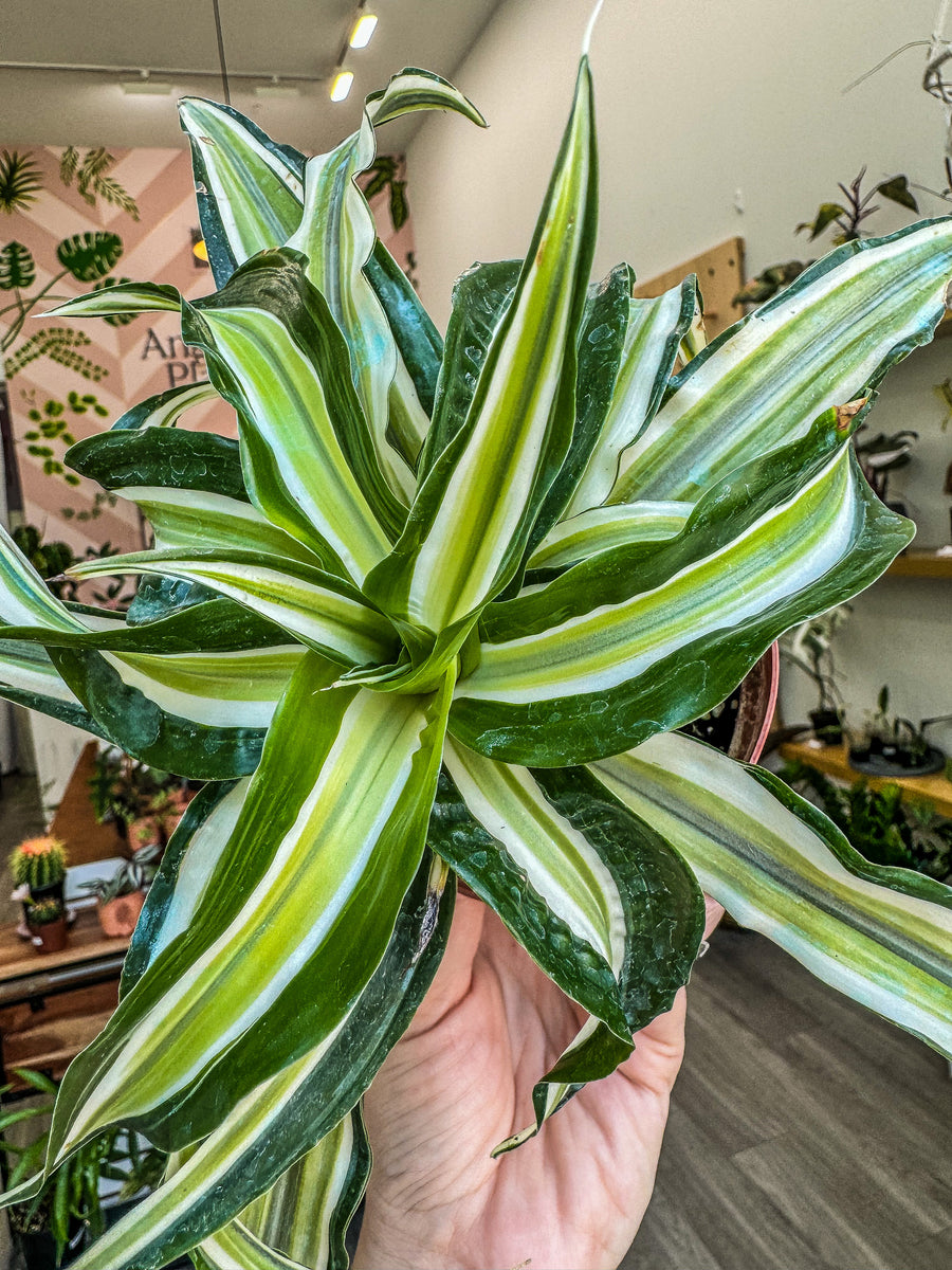 malaika dracaena Dracaena Dragon Malaika 4”
