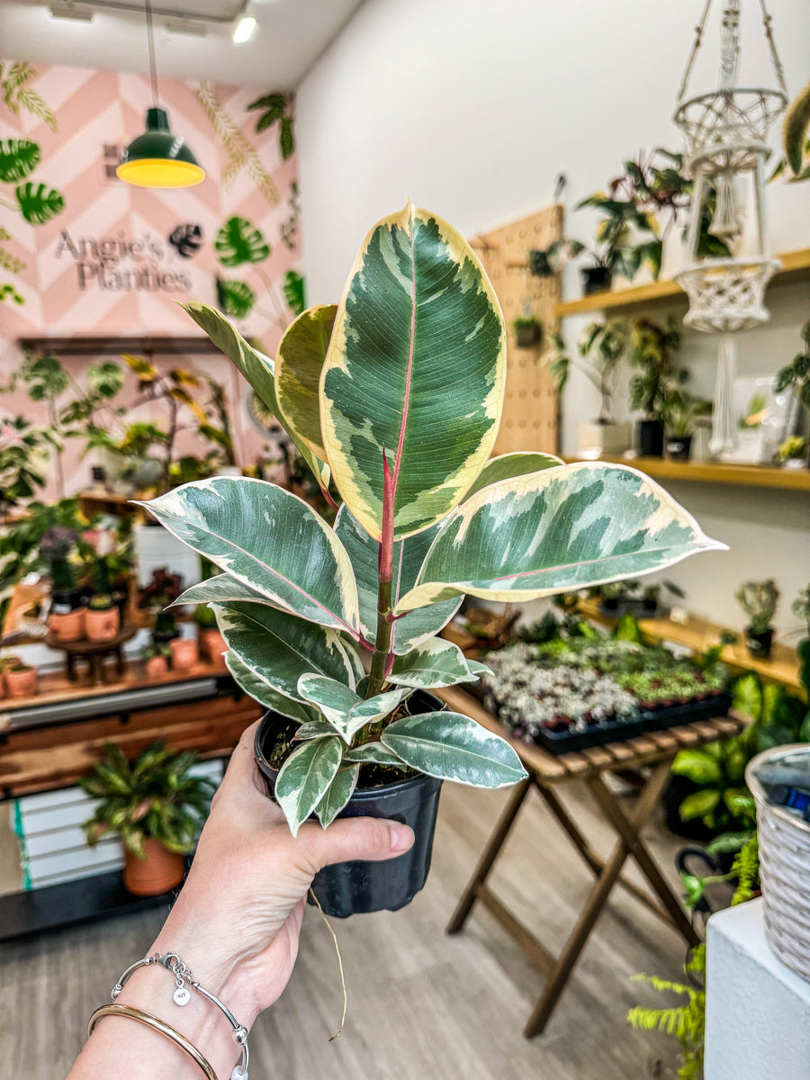 indoor variegated rubber plant 4" Ficus Elastica Tineke Variegated Rubber Tree
