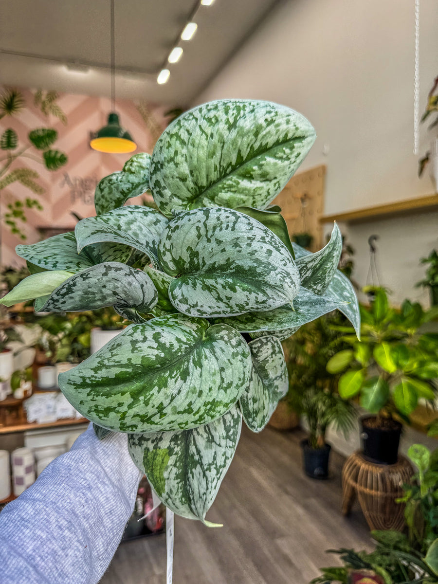 Scindapsus pictus 'Exotica', 4” – Angie's Planties