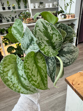 Load image into Gallery viewer, Scindapsus pictus 'Exotica', 4”