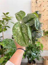 Load image into Gallery viewer, Scindapsus pictus 'Exotica', 4”