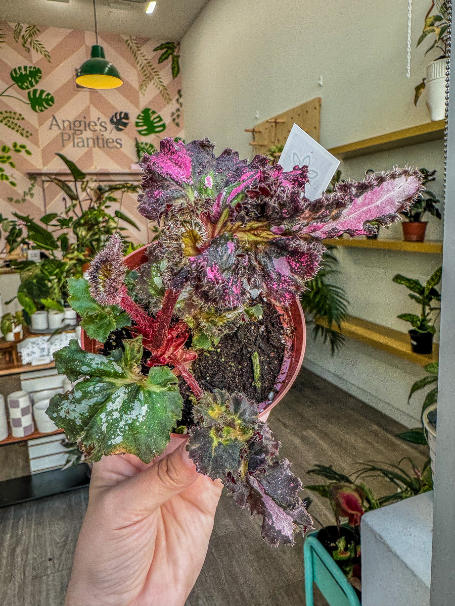 Begonia Rex “ Harmony's Fire Breathing Dragon 🐉 ” – Angie's Planties