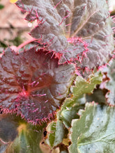 Load image into Gallery viewer, 4" Begonia Rex “ Midnight Magic”