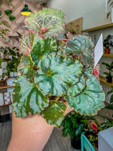 Load image into Gallery viewer, 4" Begonia Rex “ Midnight Magic”
