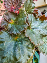 Load image into Gallery viewer, 4" Begonia Rex “ Midnight Magic”