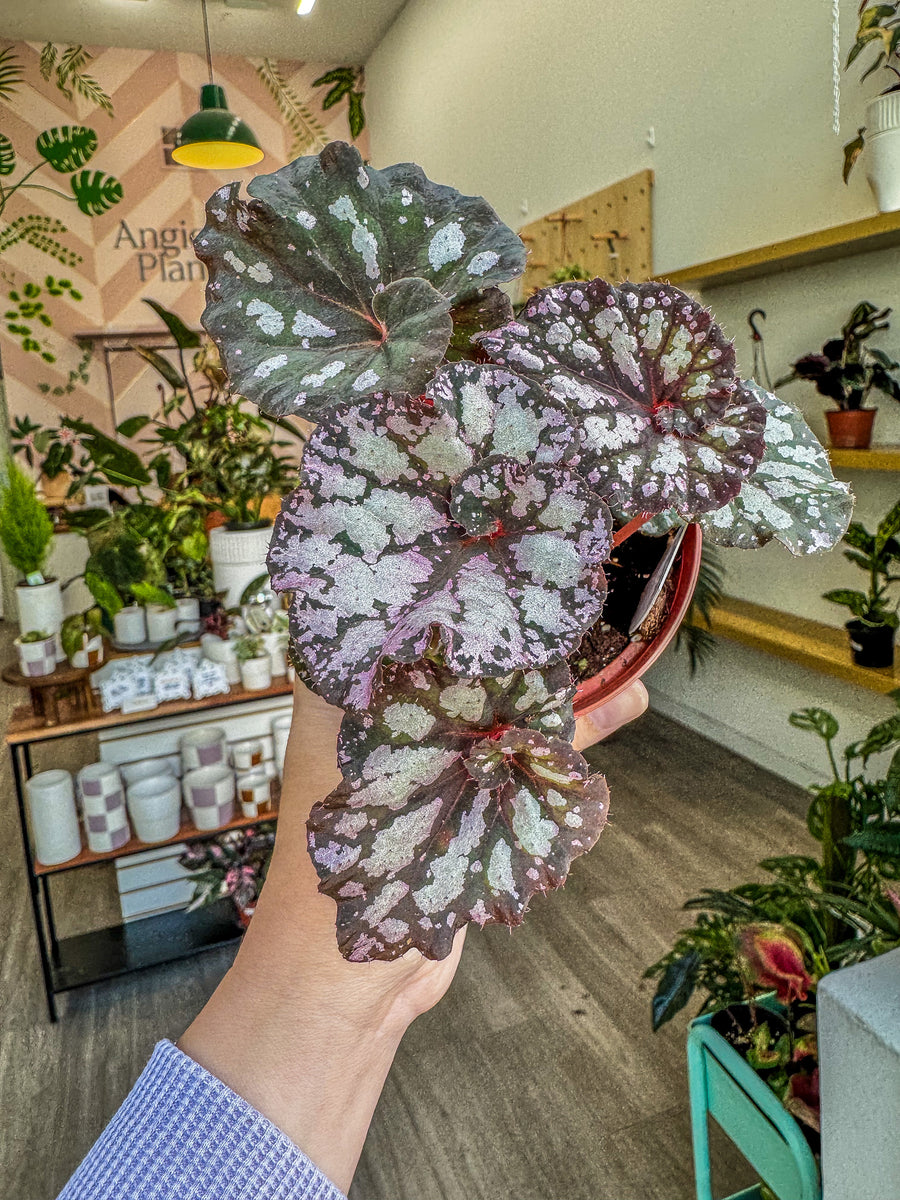 Begonia Rex “ Harmony's Twisted Sister” – Angie's Planties
