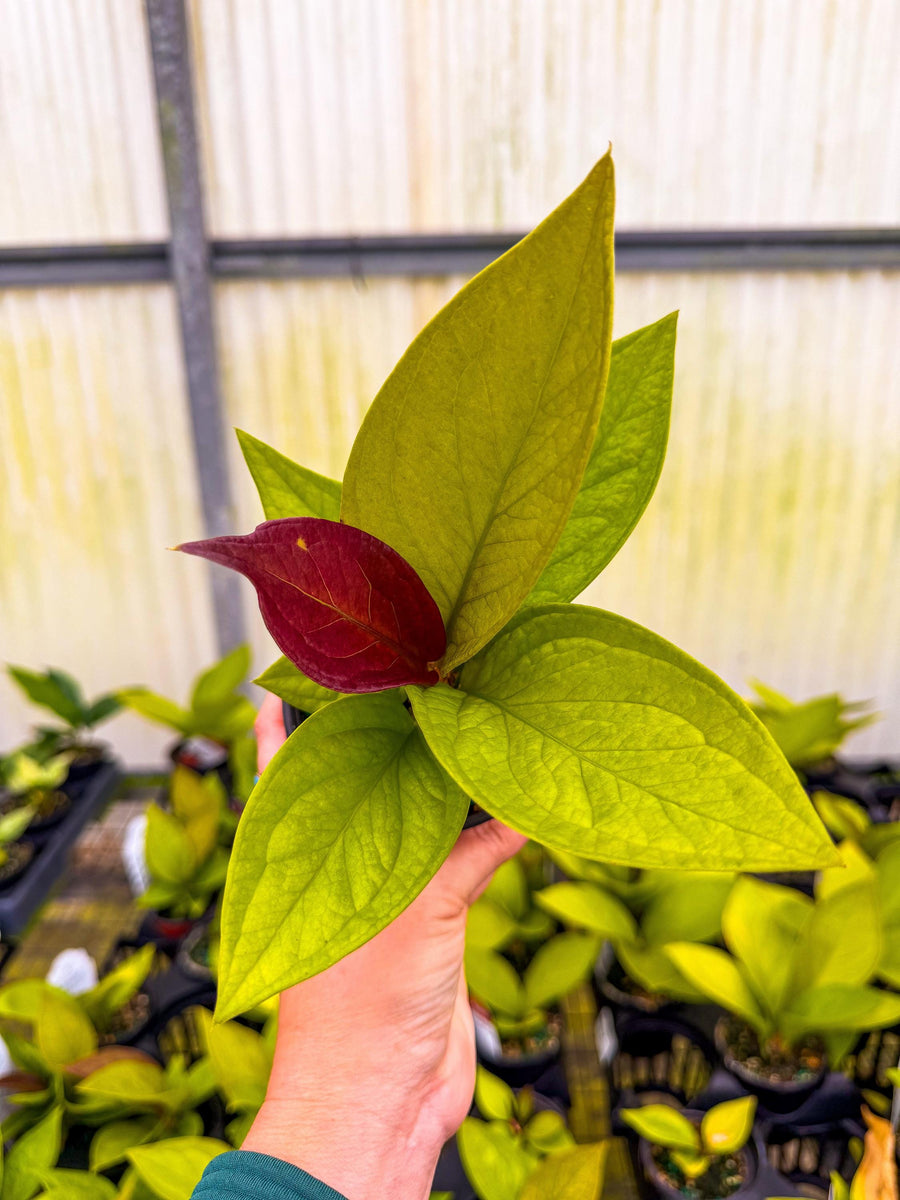 anthurium king Anthurium King of Kings 3” Pot – Angie's Planties