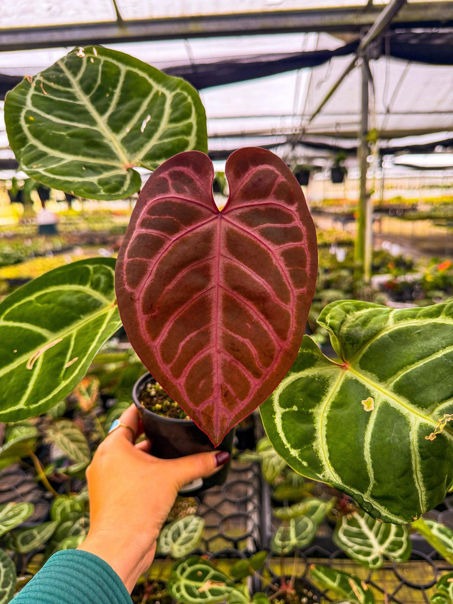 Anthurium Red Crystallinum x SKG Silver 4” Pot – Angie's Planties