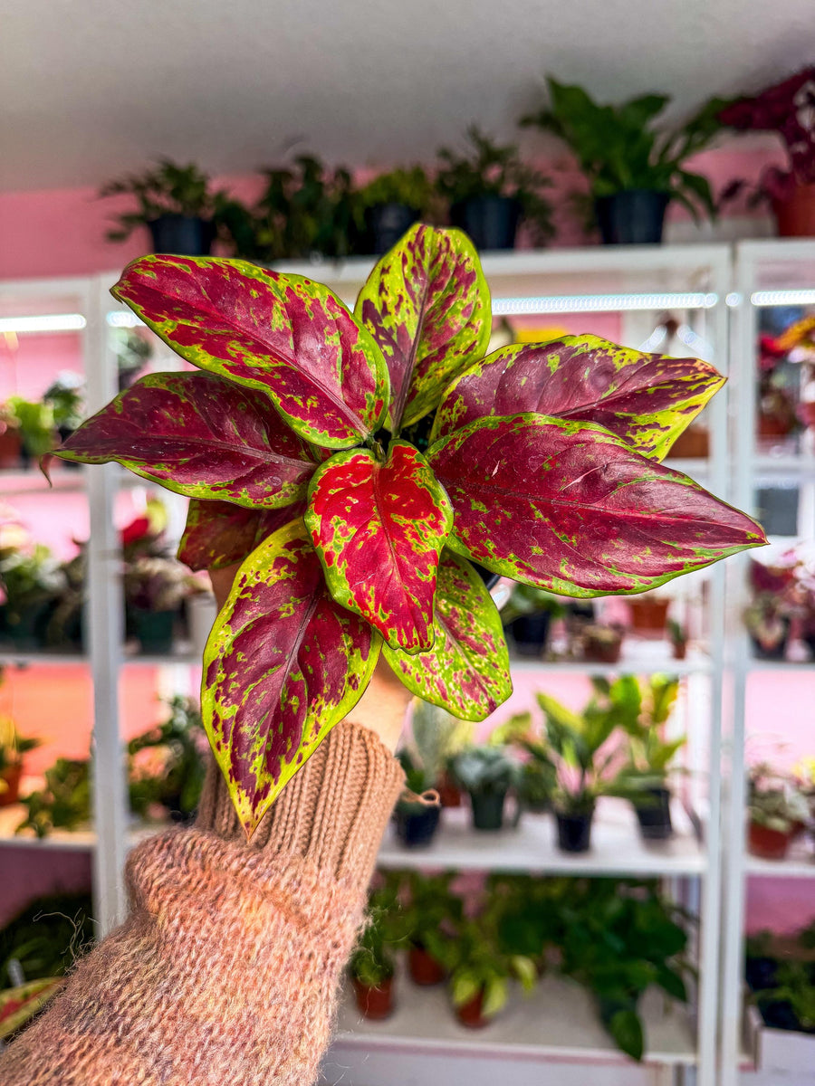 black lance aglaonema Aglaonema Black Maroon 4” – Angie's Planties