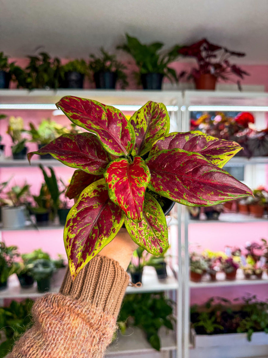 Aglaonema Black Maroon 4” – Angie's Planties Aglaonema Black Maroon 4” – Angie's Planties
