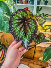 Load image into Gallery viewer, Begonia Rex “Nightfall”