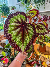 Load image into Gallery viewer, Begonia Rex “Nightfall”