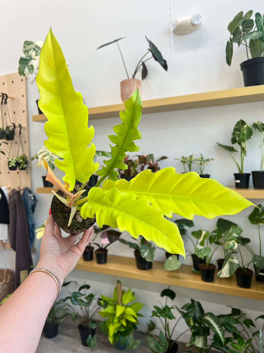 4 Philodendron Golden Crocodile  Angie's Planties