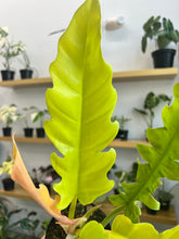 Load image into Gallery viewer, 4” Philodendron Golden Crocodile