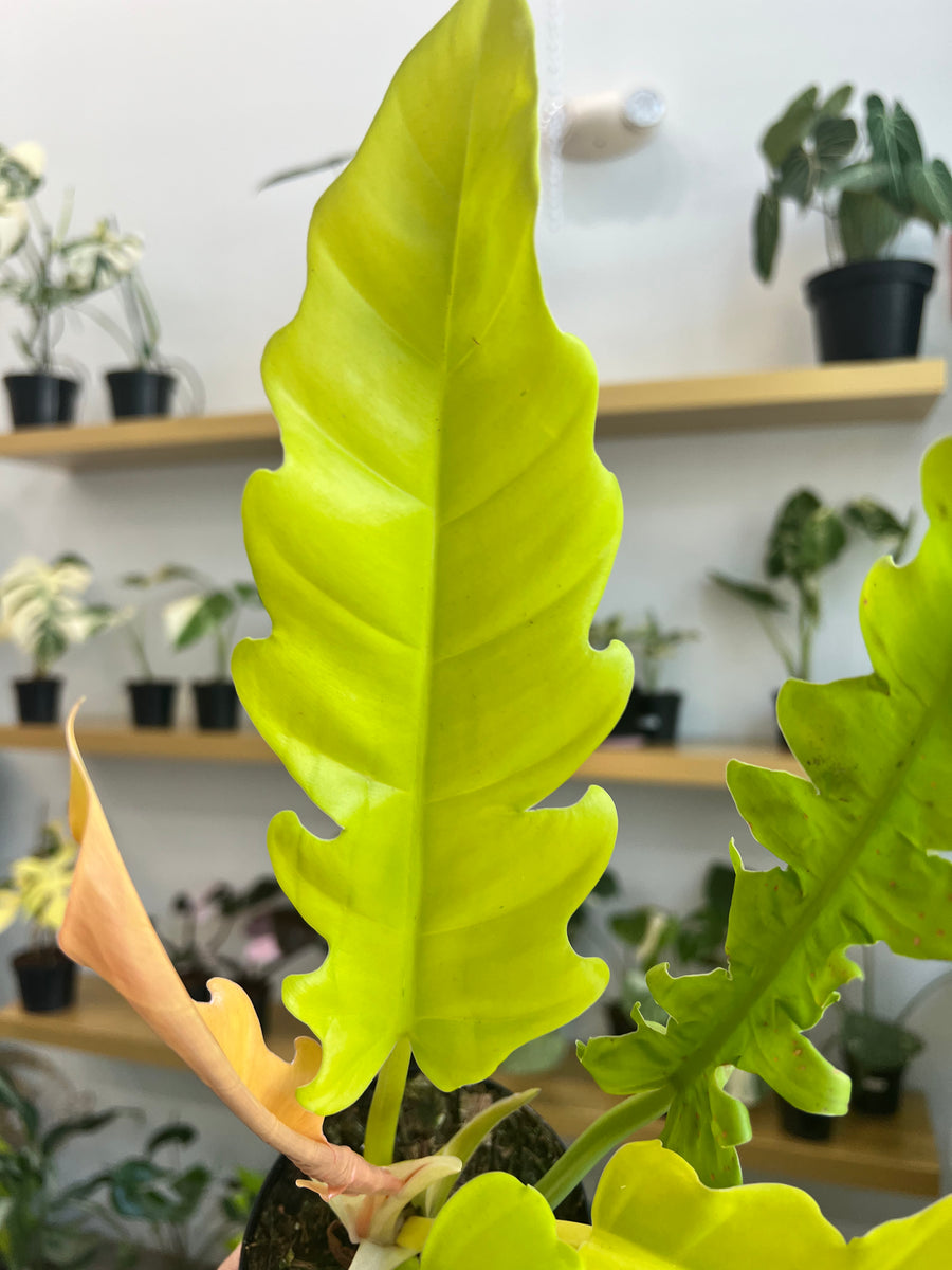 alligator philodendron 4” Philodendron Golden Crocodile – Angie's Planties