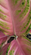 Load and play video in Gallery viewer, Aglaonema Pink Panama 4”