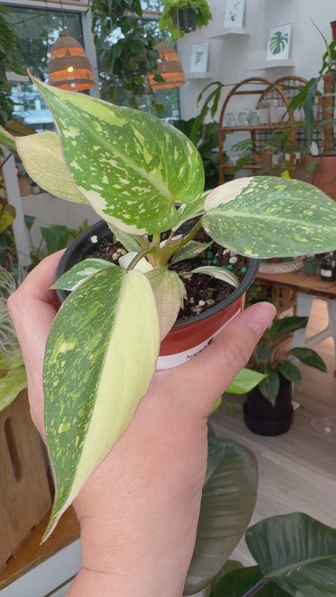 Philodendron Gloriosum Galaxy – Angie's Planties