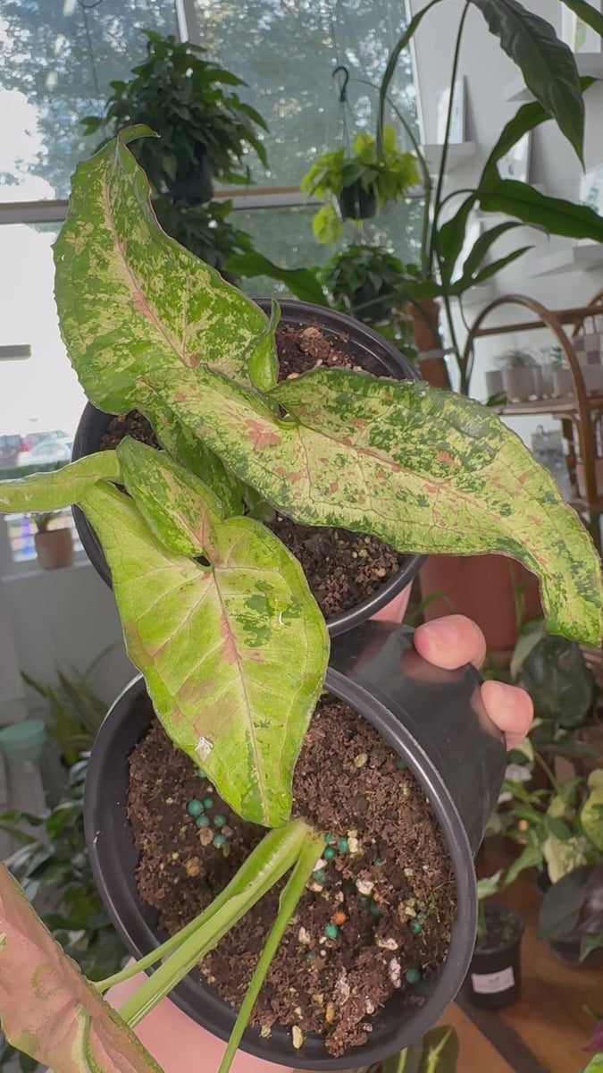Syngonium Confetti Tricolor – Angie's Planties