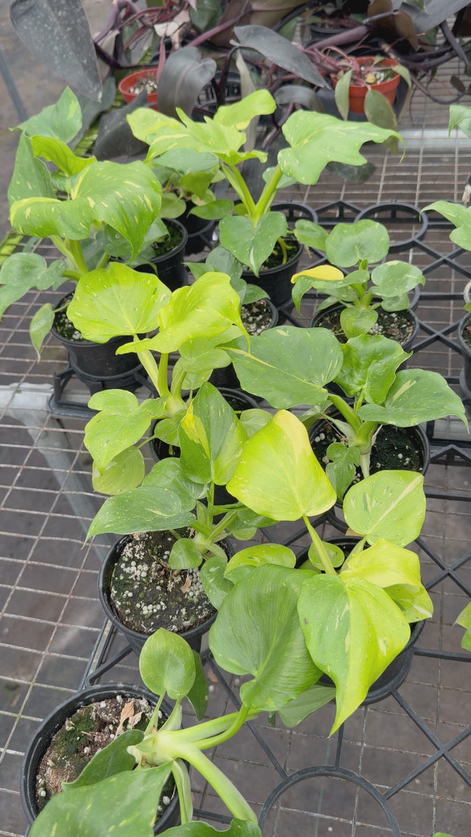 Philodendron warscewiczii variegated – Angie's Planties