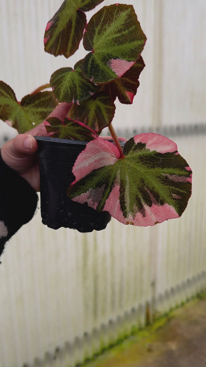Begonia Soli Mutata Varigated – Angie's Planties