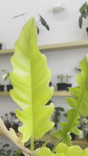 Load and play video in Gallery viewer, 4” Philodendron Golden Crocodile