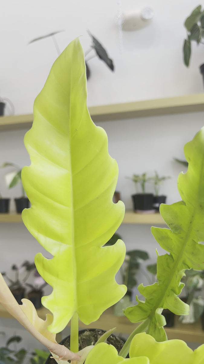 4” Philodendron Golden Crocodile – Angie's Planties