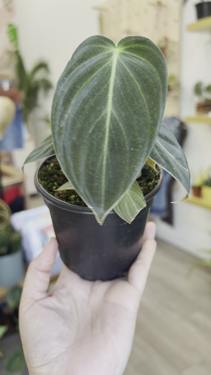 philodendron melanochrysum kaufen 4” Philodendron melanochrysum – Angie's Planties