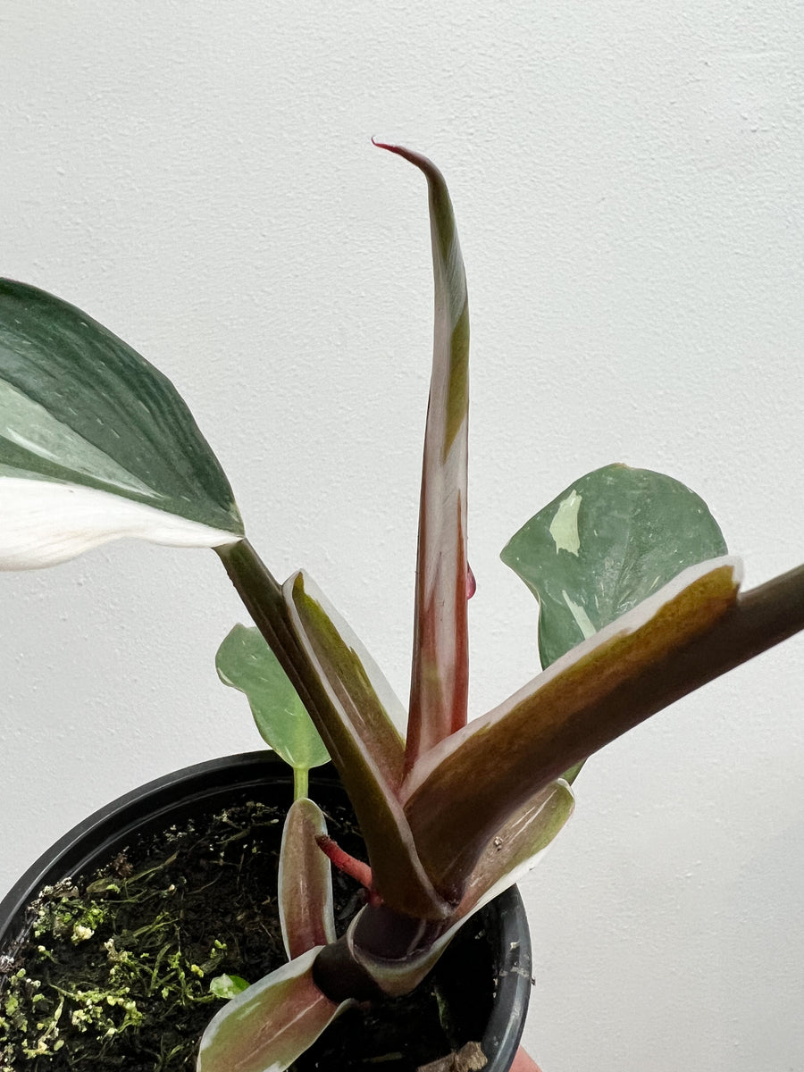 buy philodendron white knight 4” Philodendron White Knight – Angie's Planties