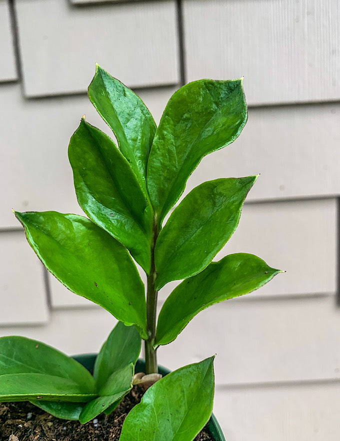 4 zz plant ZZ Plant