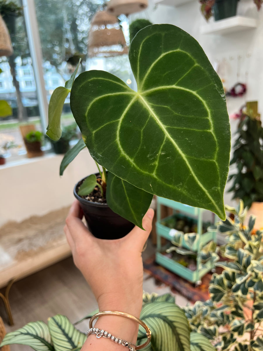 Anthurium Clarinervium 4