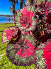 Load image into Gallery viewer, Begonia Rex “Harmony’s True Love”,4”