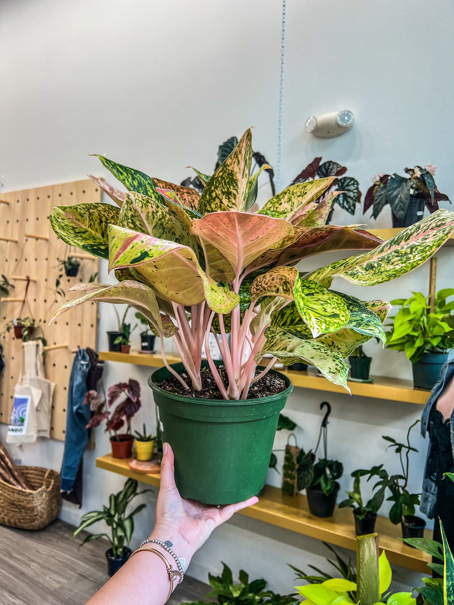 Aglaonema Bidadari 8