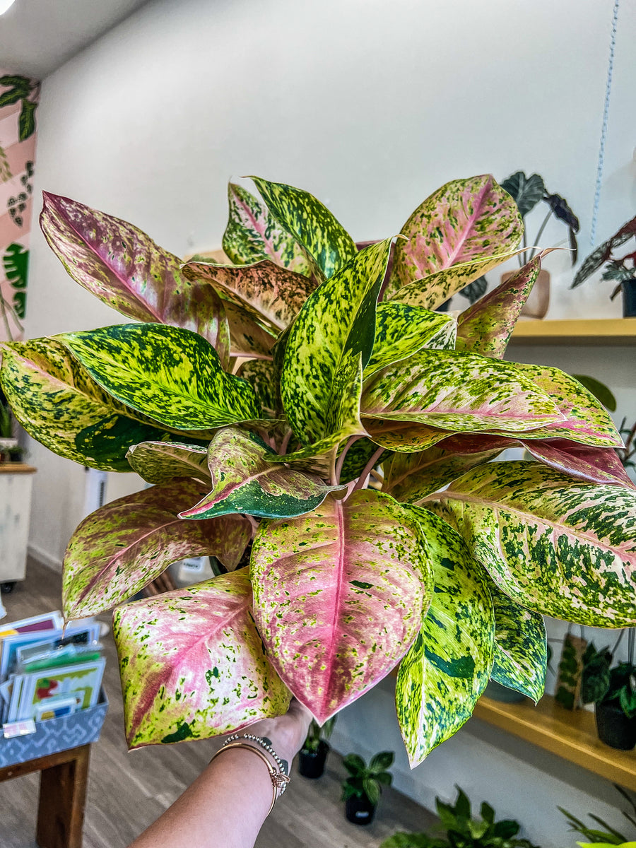 aglaonema jardiland Aglaonema Bidadari 8" – Angie's Planties