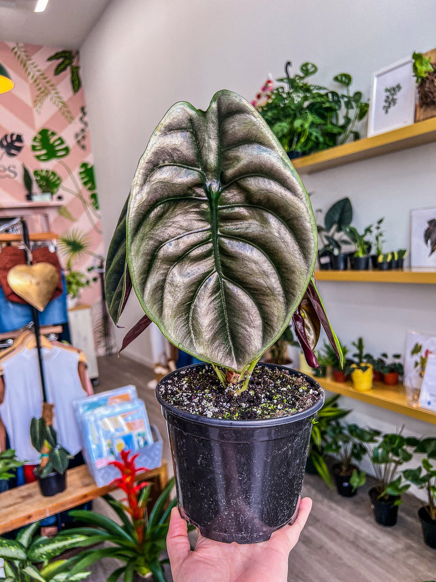 image_70d5e457-7743-41e0-99d3-