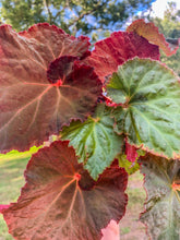 Load image into Gallery viewer, 4" Begonia Rex “ Midnight Magic”