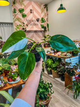 Load image into Gallery viewer, 4” Philodendron White Princess