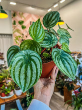Load image into Gallery viewer, 6" Peperomia Harmony’s Gold Dust / Variegated Watermelon