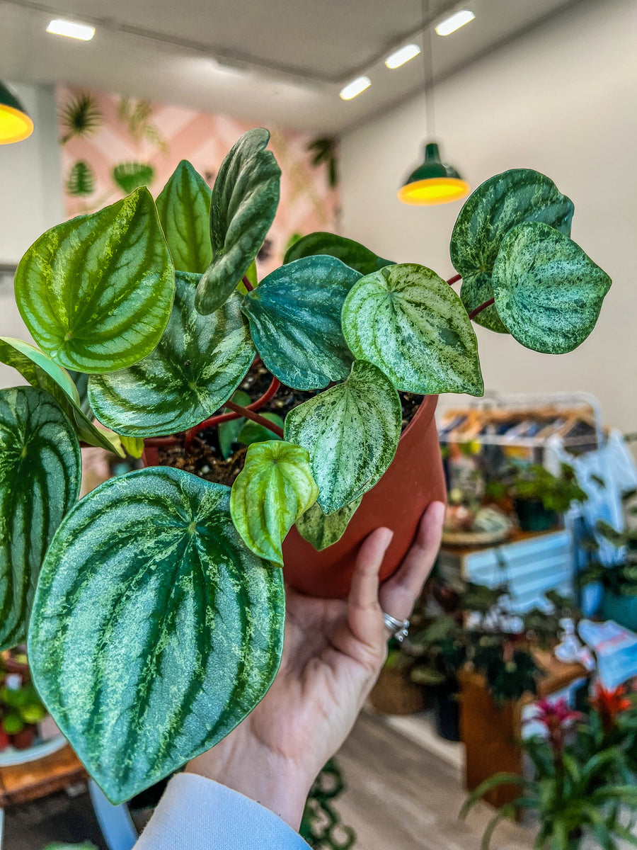 6" Peperomia Harmony's Gold Dust / Variegated Watermelon  Angie's Planties