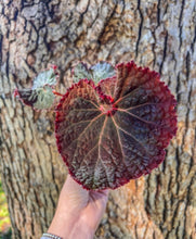 Load image into Gallery viewer, 4" Begonia Rex “ Midnight Magic”