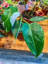 Load image into Gallery viewer, 4” Philodendron White Princess