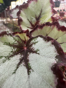 Begonia Harmony’s Flame Song New Relase