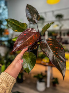 arrow philodendron Philodendron Orange Princess – Angie's Planties
