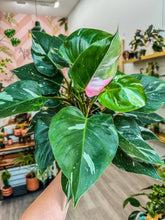 Load image into Gallery viewer, Philodendron White Princess Tricolor
