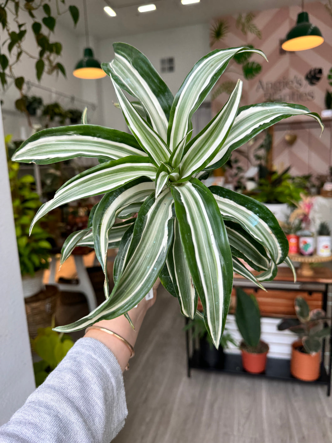 dracaena white jewel vs white bird Dracaena Jade Jewel- Live Plant in a 4 Inch Pot - Dracaena Fragrans 'Jade Jewel'