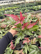 Load image into Gallery viewer, Fern Candy Striped
