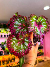Load image into Gallery viewer, Begonia “Harmony’s Voodoo Queen”, 4"
