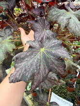 Load image into Gallery viewer, Begonia “Dean Turney” , 4"
