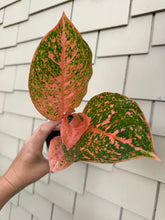 Load image into Gallery viewer, Aglaonema Orange Stardust 4”
