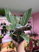 Load image into Gallery viewer, Philodendron Shady Lady 4” rare
